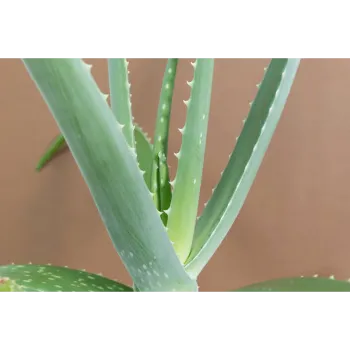 Aloe Vera Plants